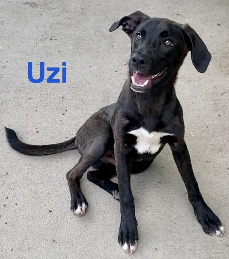 Uzi thumbnail 5