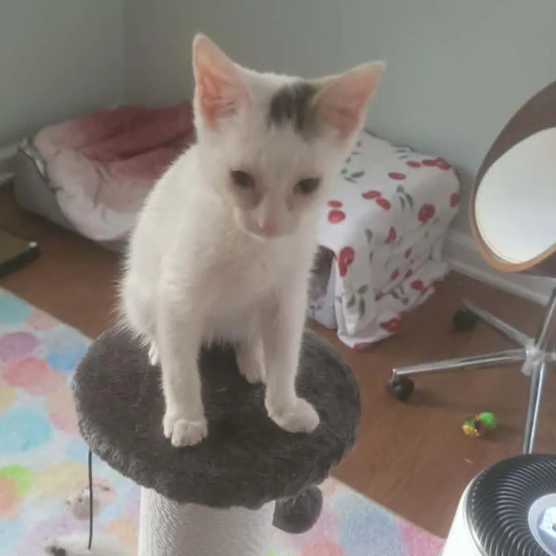 A baby small-sized female White Turkish Van cat named Kerfuffle for adoption in Wichita, KS