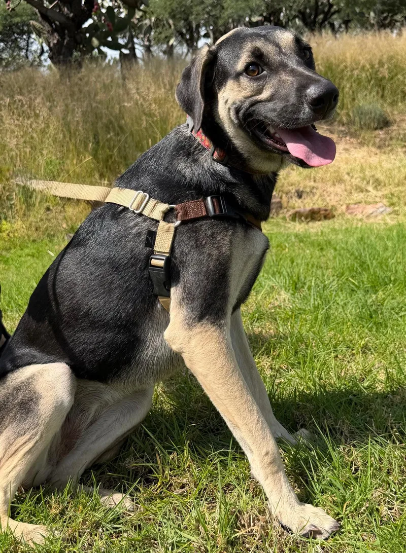 A young medium-sized female Apricot / Beige Shepherd dog named Rosey for adoption in Austin, TX