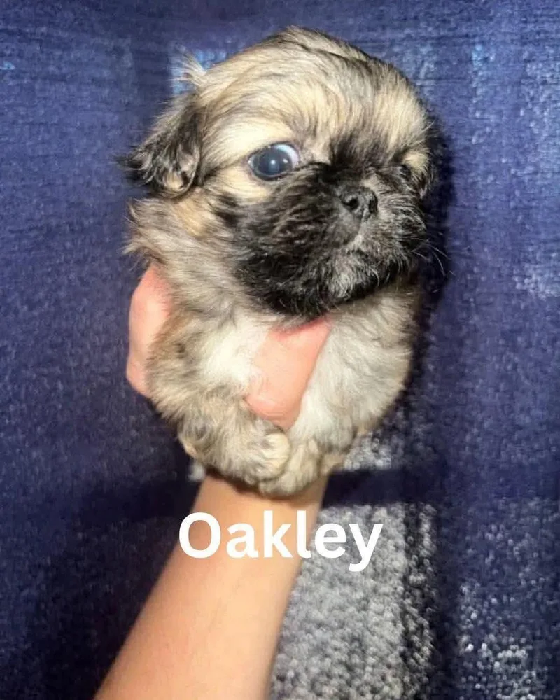 A baby small-sized male Pekingese dog named Oakley JC in MS for adoption in Warwick, RI