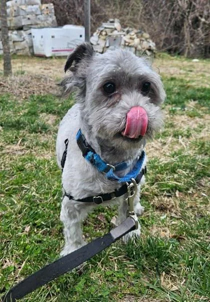 Sterling thumbnail 2