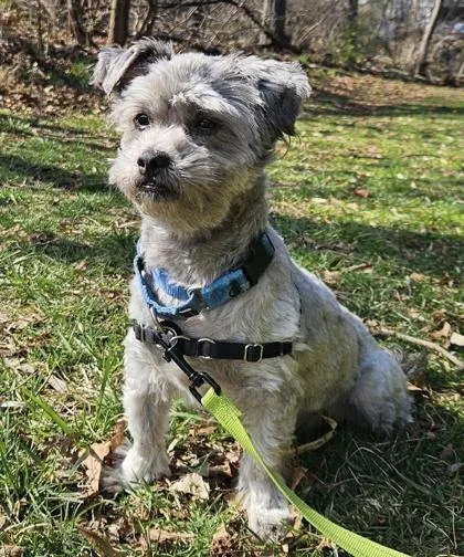 An adult small-sized male Gray / Blue / Silver Shih Tzu dog named Sterling for adoption in Annapolis, MD