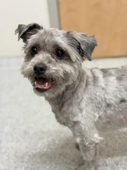 Sterling thumbnail 3