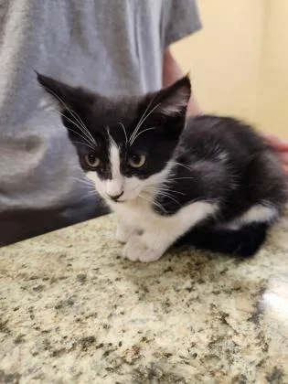 A baby small-sized female Domestic Short Hair cat named Lucky for adoption in Independence, MO