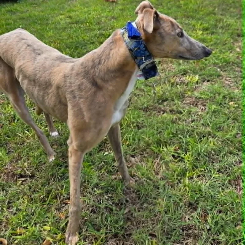 An adult large-sized male Brindle Greyhound dog named Saleen Sky for adoption in North Port, FL