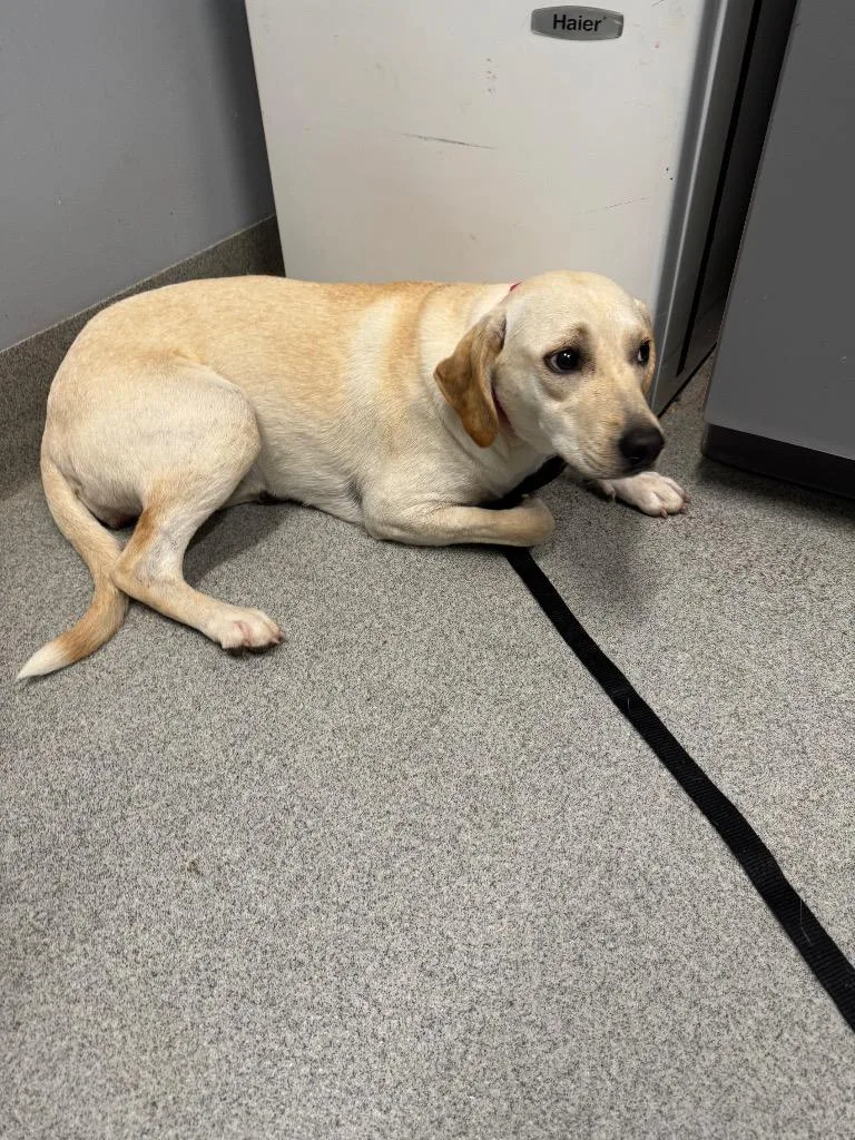 A baby medium-sized female Labrador Retriever dog named Pink for adoption in Bloomington, IN