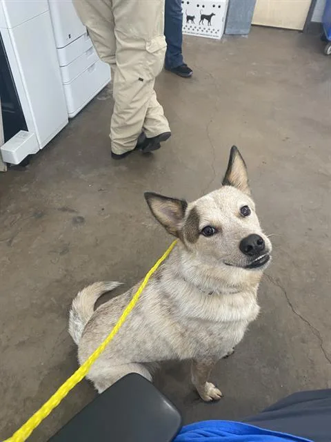 A young large-sized female Mixed Breed dog named Boba for adoption in Dallas, TX