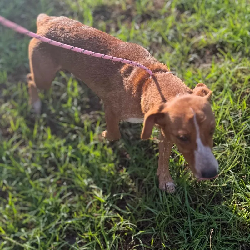 An adult small-sized female Yellow / Tan / Blond / Fawn Dachshund dog named Koda for adoption in Baton Rouge, LA