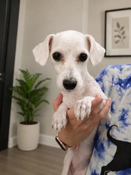 A young small-sized female Bichon Frise dog named Clementine for adoption in Kinzers , PA
