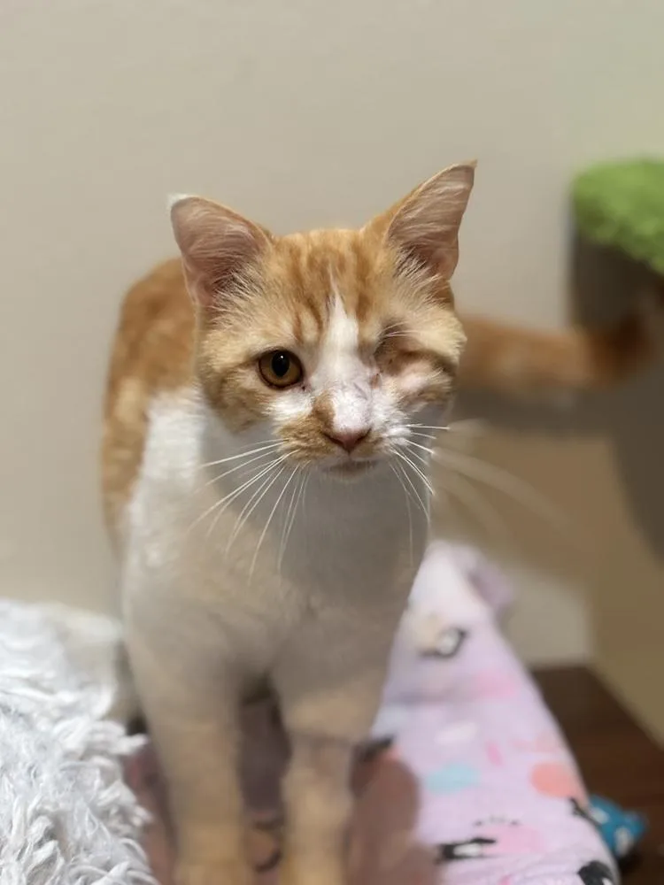 A young large-sized male Orange & White Domestic Short Hair cat named One Eyed Willy for adoption in Dallas, TX