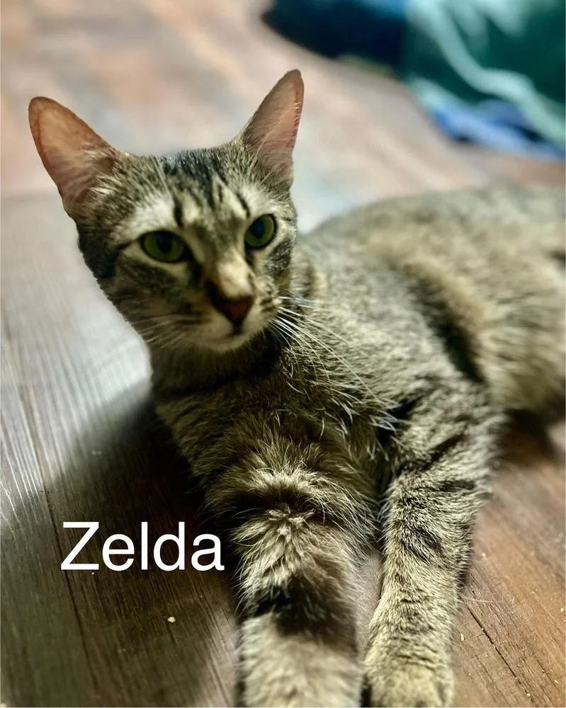 Zelda