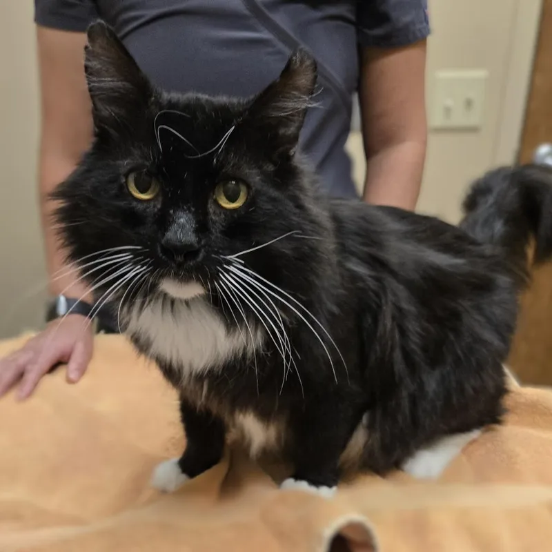 An adult large-sized male Black Domestic Medium Hair cat named Danny for adoption in Wickenburg, AZ