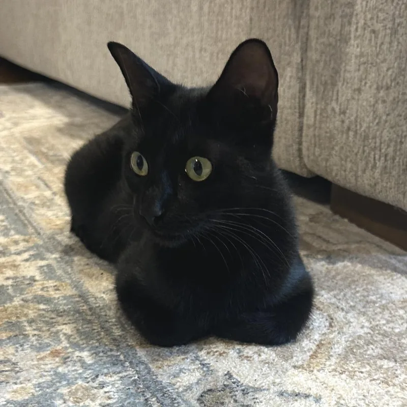 A young small-sized female Black Domestic Short Hair cat named Salem for adoption in Hopkinton, MA