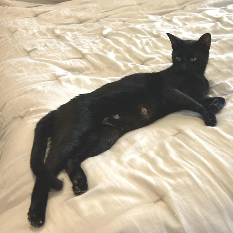 Salem thumbnail 2