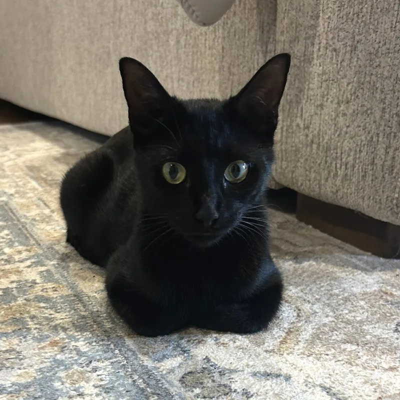 Salem thumbnail 3