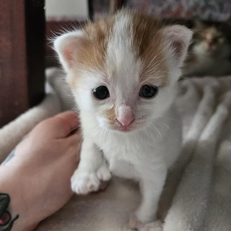 A baby small-sized female White Domestic Short Hair cat named GameCube C for adoption in Princeton, MN