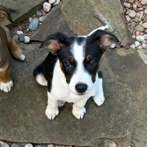 A baby medium-sized female Black Border Collie dog named Lily for adoption in Overland Park, KS