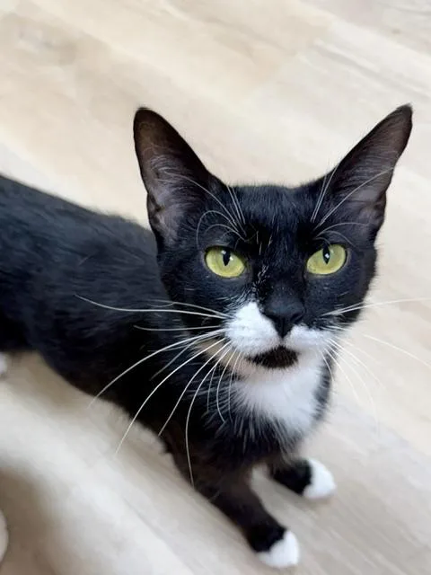 An adult medium-sized female Black & White / Tuxedo Domestic Short Hair cat named Nina for adoption in Medina, OH