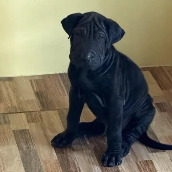 A baby medium-sized male Shar-Pei dog named Groucho for adoption in New York, NY