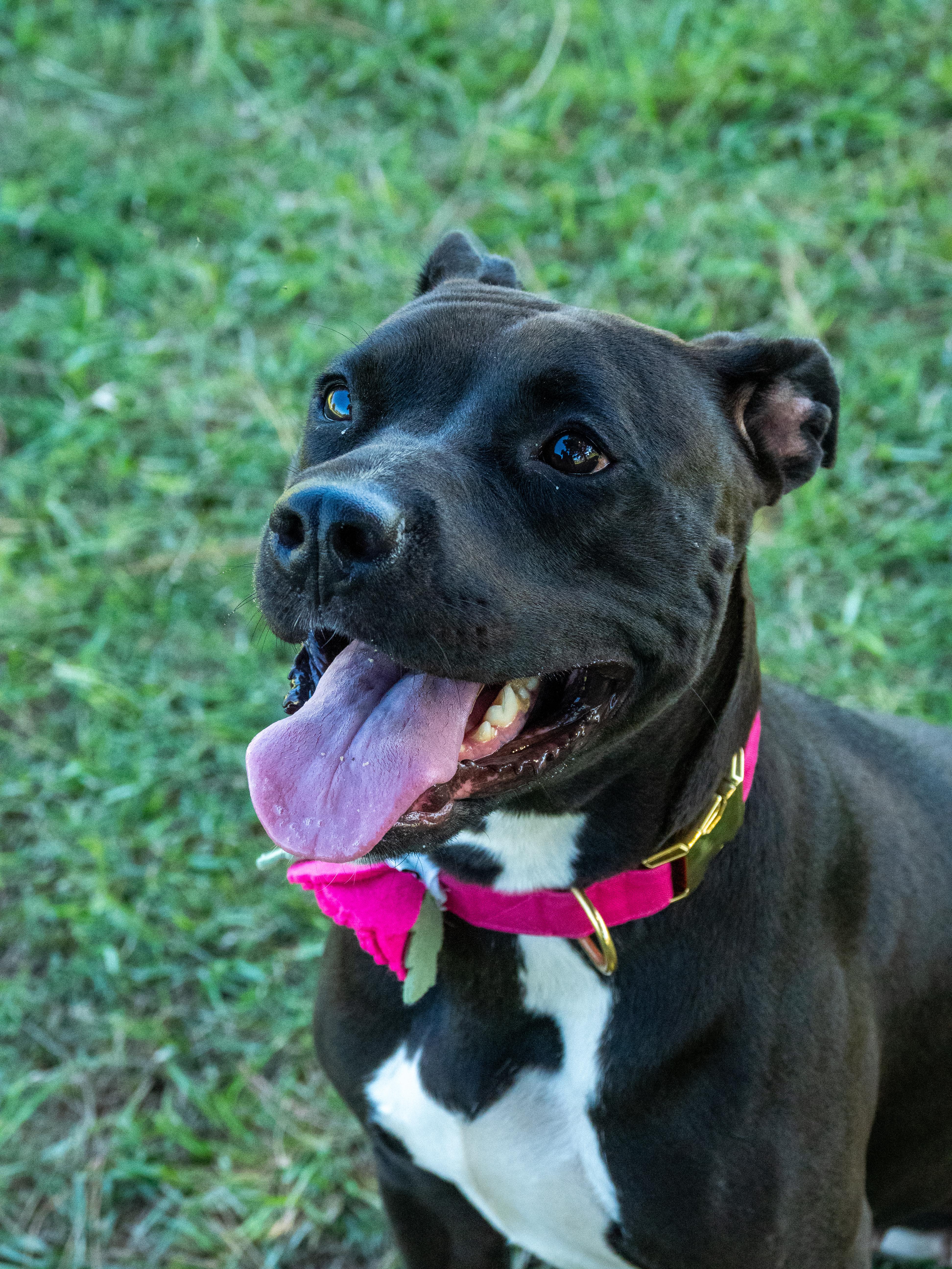 An adult medium-sized female Black Mixed Breed dog named Lily for adoption in Myrtle Beach, SC