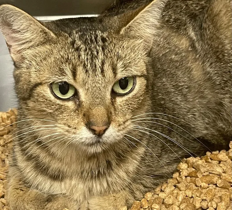 A young medium-sized female Domestic Short Hair cat named Misty for adoption in Seven Points, TX