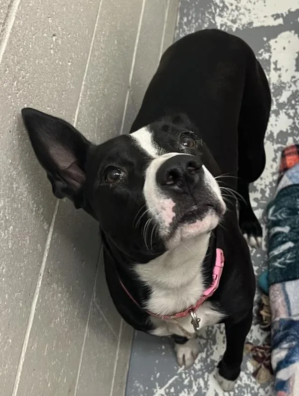 Lola