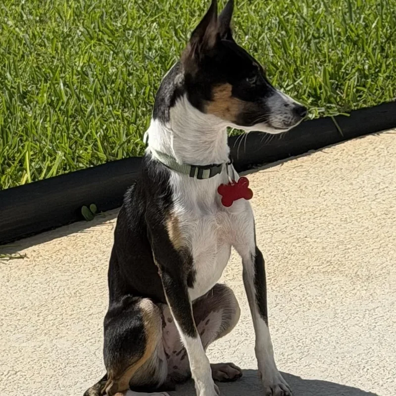 A young small-sized female Brown / Chocolate Rat Terrier dog named Tessarion for adoption in Orlando, FL