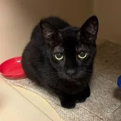 A senior medium-sized male Black Domestic Short Hair cat named Jojo for adoption in Elyria, OH