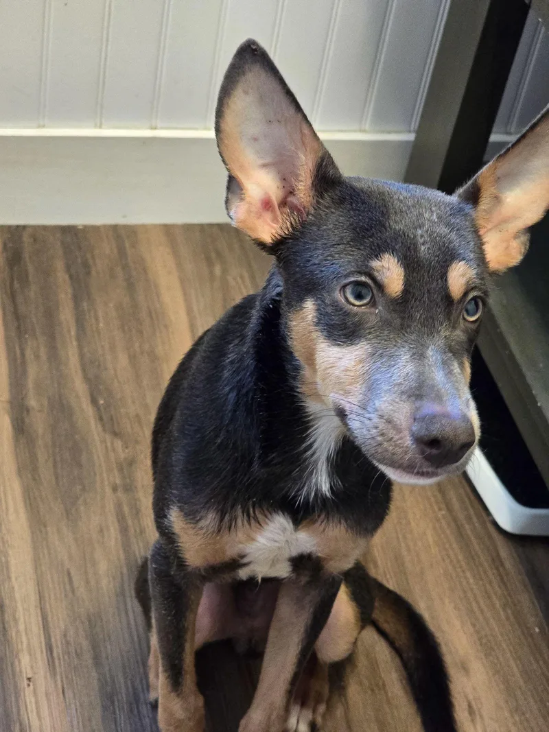 A baby medium-sized male Mixed Breed dog named Ollie for adoption in Morganville, NJ