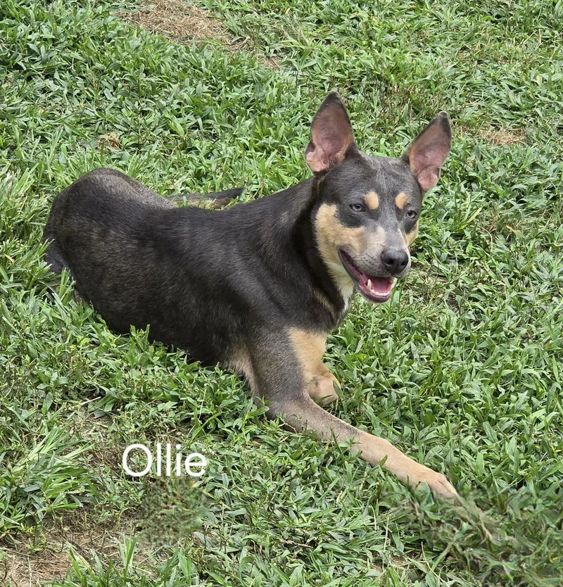 Ollie thumbnail 3