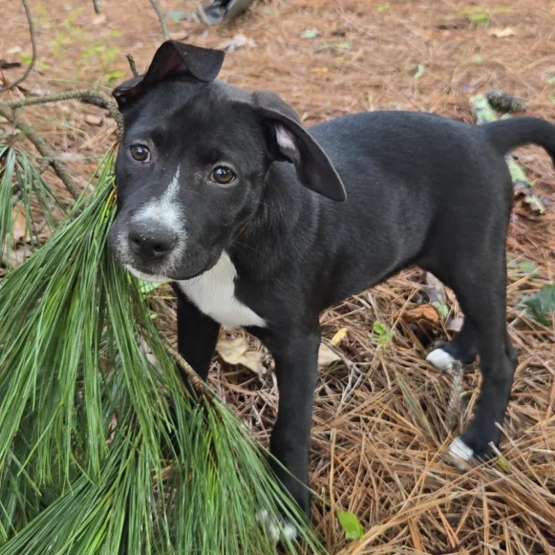 A baby medium-sized female Labrador Retriever dog named Delta for adoption in Raleigh, NC