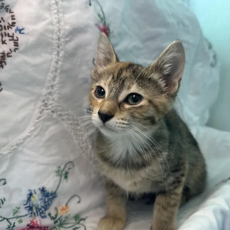 A baby small-sized female Brown / Chocolate Domestic Short Hair cat named Nikki Sixx for adoption in Matteson, IL