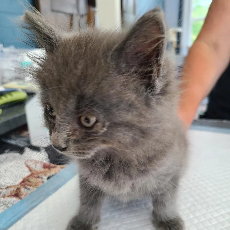 A baby small-sized male Gray / Blue / Silver Domestic Long Hair cat named Ricky Hill for adoption in Woodstock, VA
