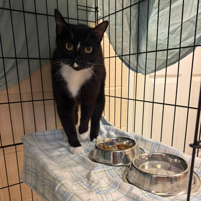 A young medium-sized female Black Domestic Short Hair cat named Padme for adoption in Waynesboro, PA
