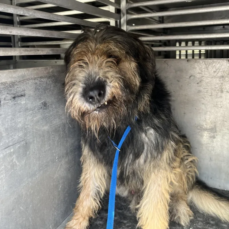 An adult medium-sized male Brown / Chocolate Sheep Dog dog named Moppy for adoption in Edinburg, TX