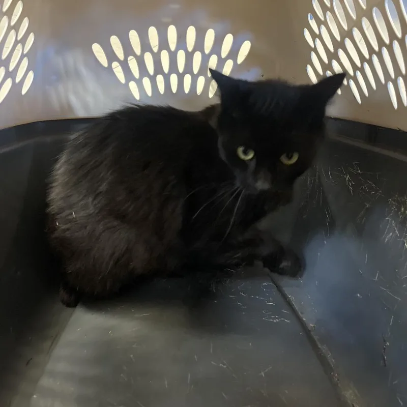 A young medium-sized male Domestic Long Hair cat named Rutabaga for adoption in Newark, NJ