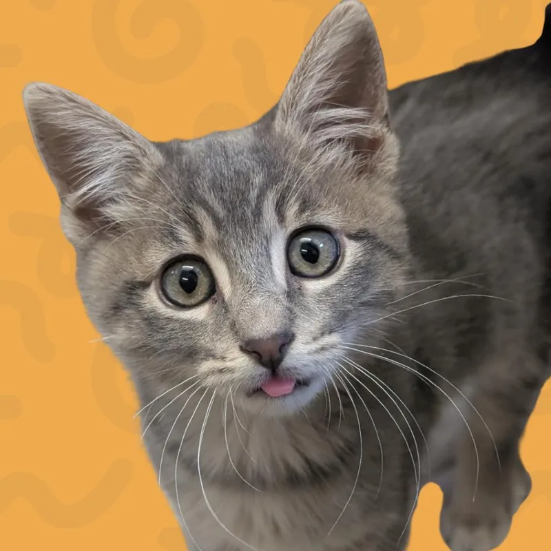A baby small-sized female Gray / Blue / Silver Domestic Short Hair cat named Honey for adoption in Reno, NV