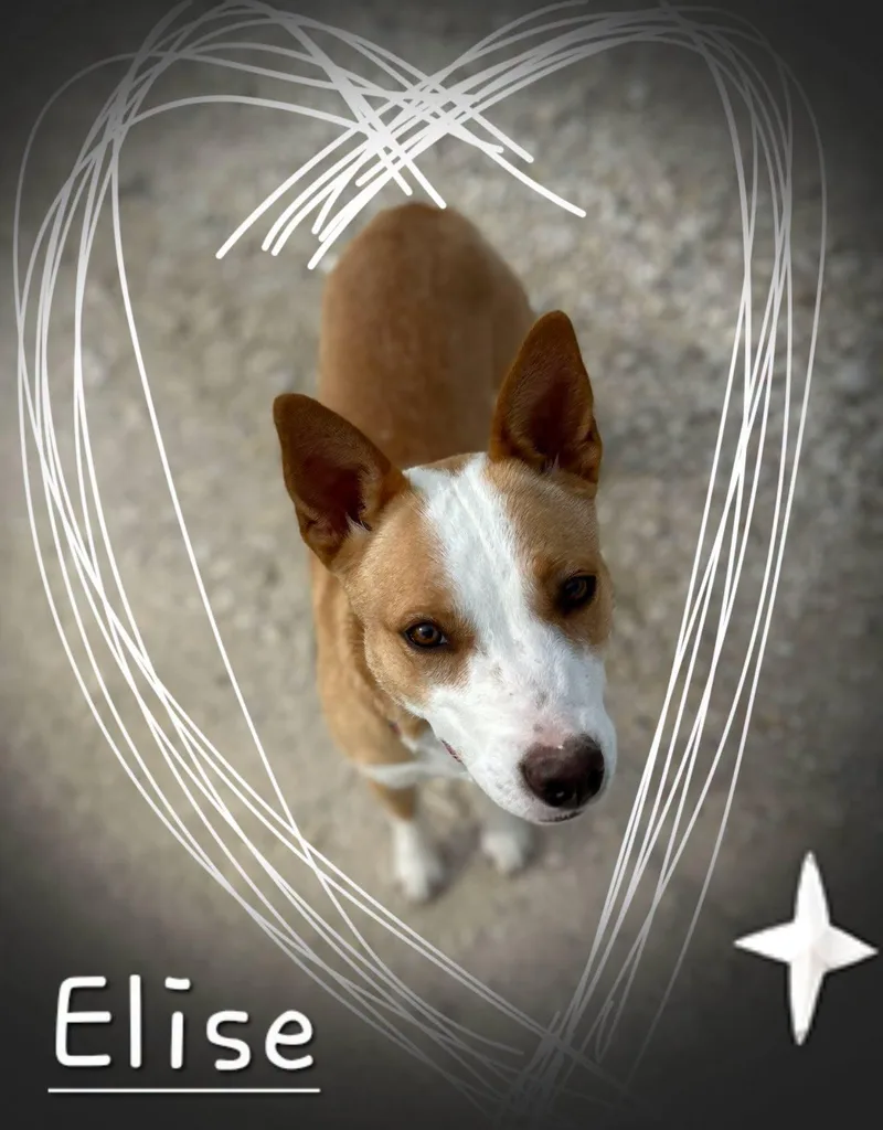 An adult medium-sized female Apricot / Beige Australian Cattle Dog / Blue Heeler dog named Elise for adoption in Montague, TX