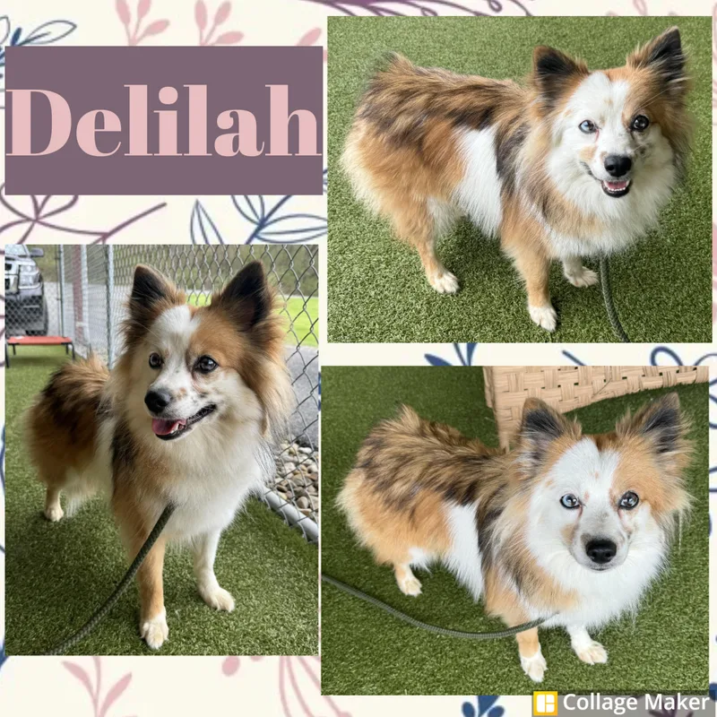 An adult small-sized female Tricolor (Brown, Black, & White) Pomsky dog named Delilah for adoption in Clearfield, PA