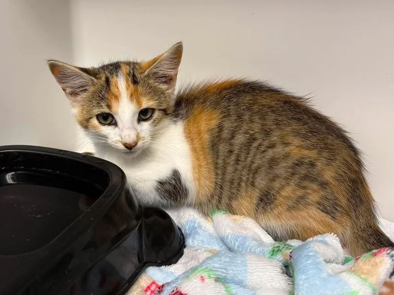 A young medium-sized female Calico Domestic Short Hair cat named Cera for adoption in Leitchfield, KY