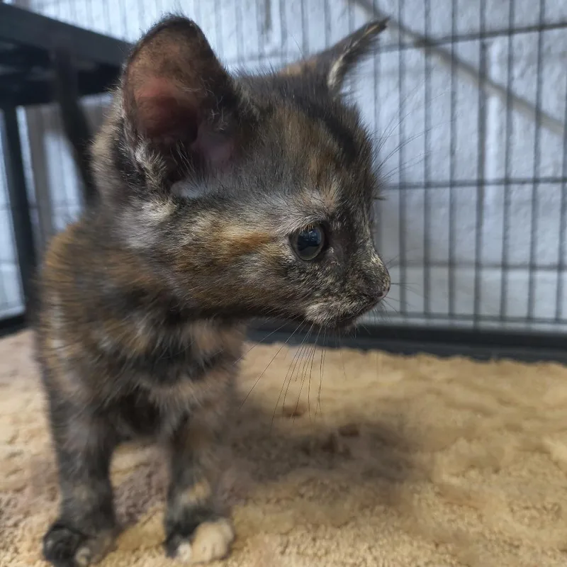 A baby small-sized female Black Domestic Short Hair cat named Charlie for adoption in Othello, WA