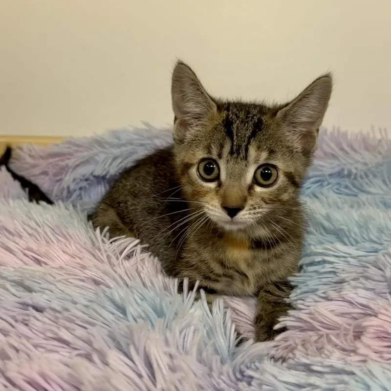 A baby small-sized female Brown / Chocolate Domestic Short Hair cat named Amy for adoption in East Hampton, NY