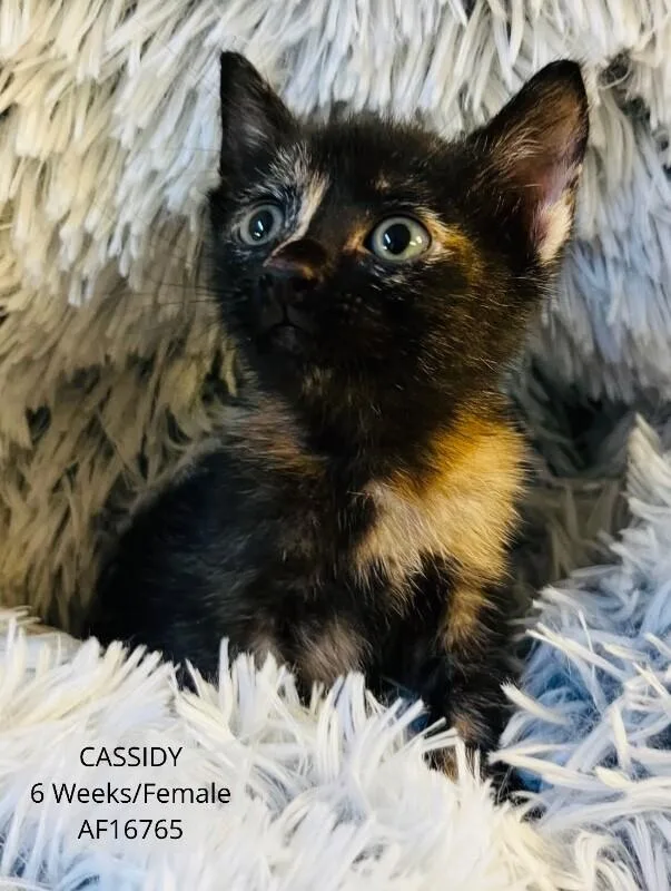 Cassidy