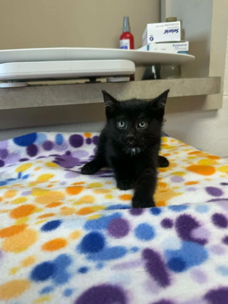 A baby medium-sized female Domestic Short Hair cat named Sister Marie Catherine for adoption in Marion, OH