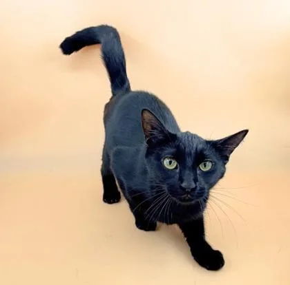 An adult medium-sized female Domestic Short Hair cat named Daffodil for adoption in Dahlonega, GA