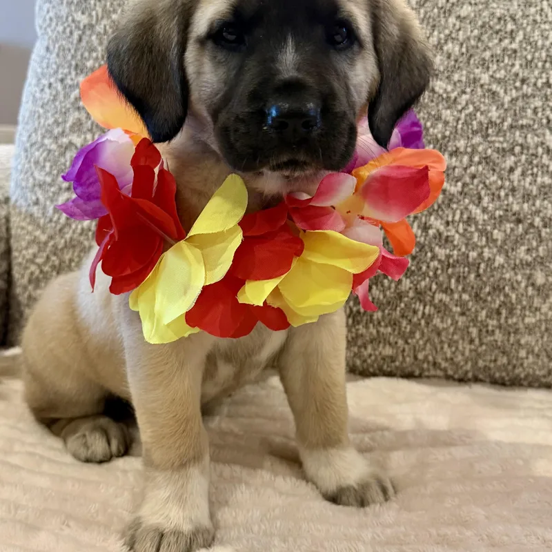 Miss Star thumbnail 3