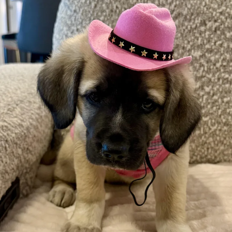 Miss Star thumbnail 4