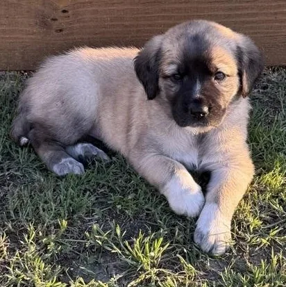 Miss Star thumbnail 6