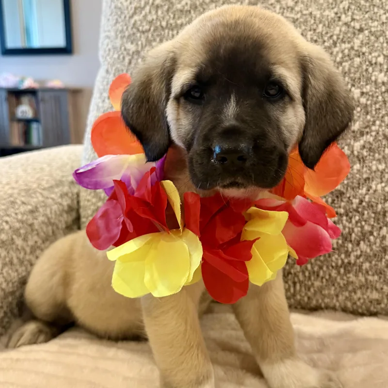A baby large-sized female Great Pyrenees dog named Miss Star for adoption in Krum, TX