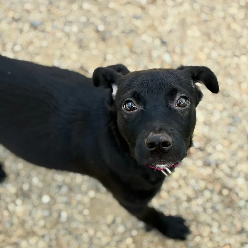 A baby medium-sized female Black Mixed Breed dog named Georgia for adoption in South Elgin, IL